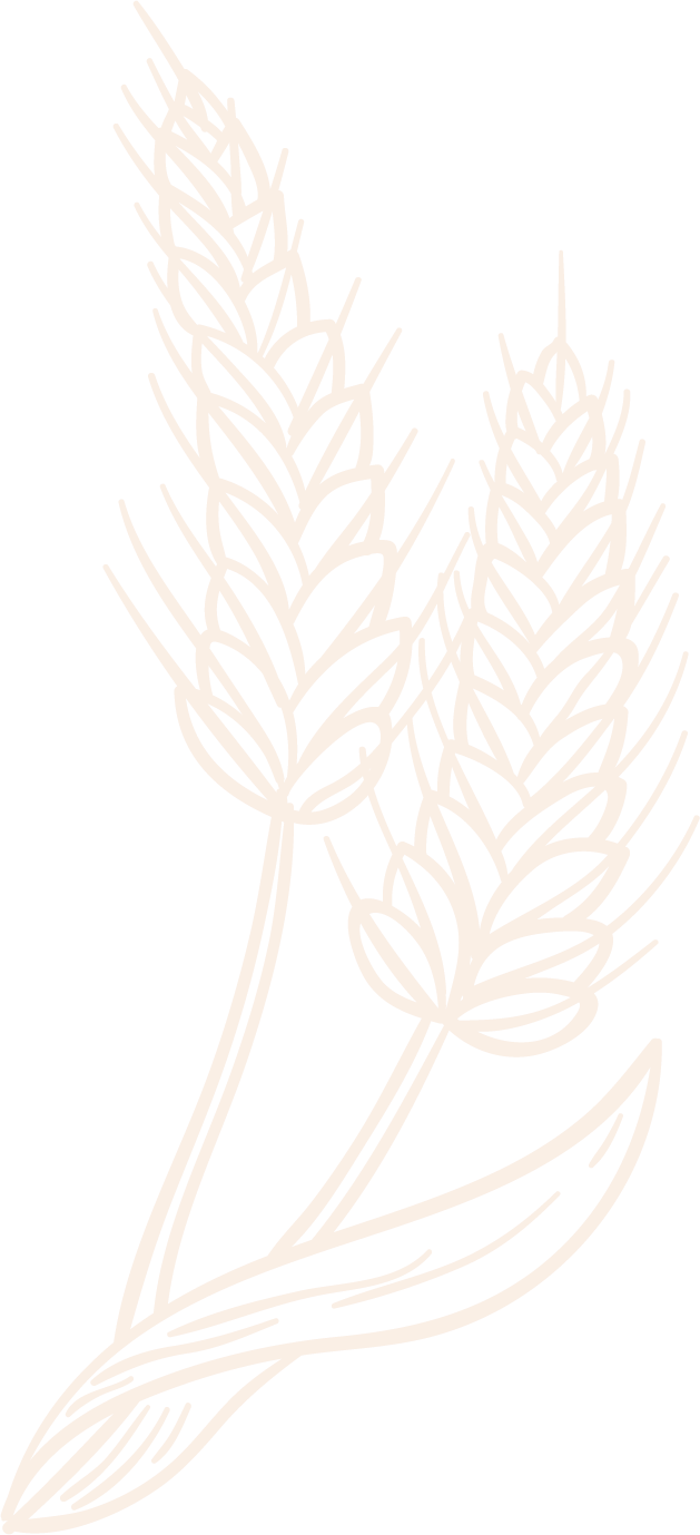 Recurso gráfico de unas espigas de trigo